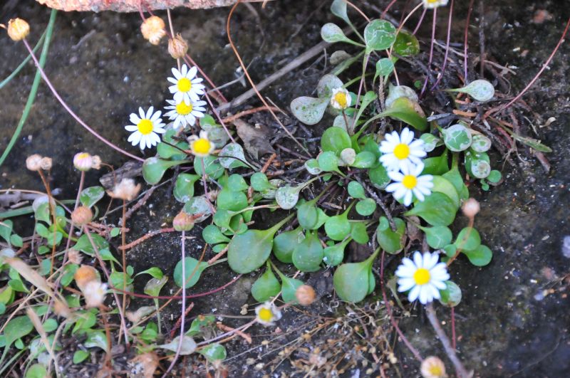 Bellium bellidioides / Pratolina spatolata